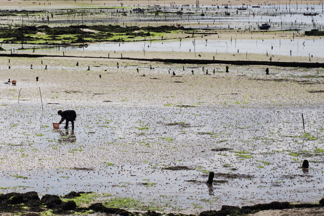 Loxe mareiro-abastos2.0-liana solis