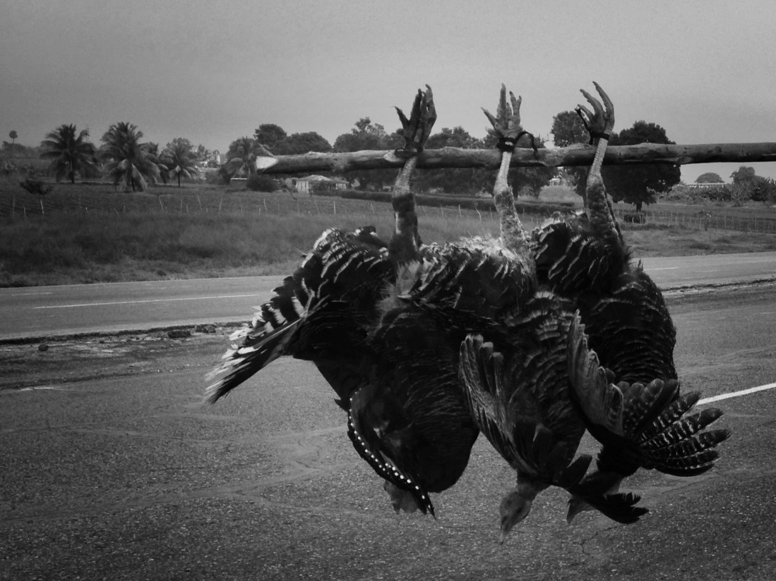 cuba-viaje-liana solis photographer-pavos