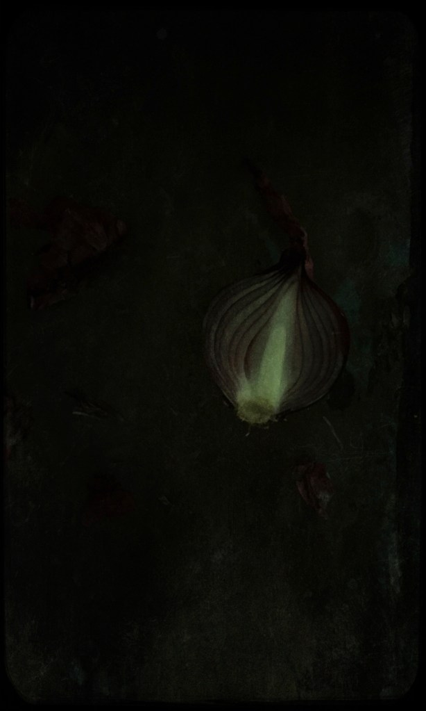 cebolla,still life, liana solis, milano, food photographer, fotografo gastronomico