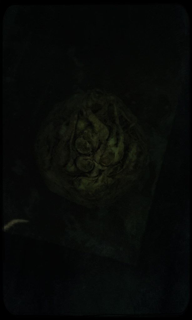 still life, liana solis, milano, food photographer, fotografo gastronomico